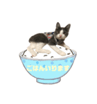 保護猫かんぱちさんのスタンプ（個別スタンプ：11）