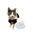 保護猫かんぱちさんのスタンプ（個別スタンプ：12）