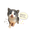 保護猫かんぱちさんのスタンプ（個別スタンプ：13）