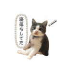 保護猫かんぱちさんのスタンプ（個別スタンプ：14）