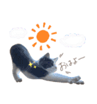 保護猫かんぱちさんのスタンプ（個別スタンプ：15）