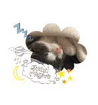 保護猫かんぱちさんのスタンプ（個別スタンプ：16）