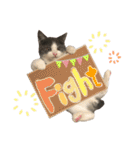 保護猫かんぱちさんのスタンプ（個別スタンプ：17）