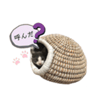 保護猫かんぱちさんのスタンプ（個別スタンプ：18）