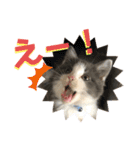 保護猫かんぱちさんのスタンプ（個別スタンプ：24）