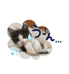 保護猫かんぱちさんのスタンプ（個別スタンプ：27）