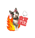 保護猫かんぱちさんのスタンプ（個別スタンプ：29）