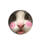 保護猫かんぱちさんのスタンプ（個別スタンプ：30）