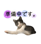 保護猫かんぱちさんのスタンプ（個別スタンプ：31）