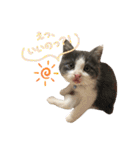 保護猫かんぱちさんのスタンプ（個別スタンプ：34）