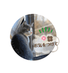 保護猫かんぱちさんのスタンプ（個別スタンプ：37）