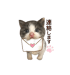 保護猫かんぱちさんのスタンプ（個別スタンプ：38）