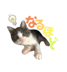保護猫かんぱちさんのスタンプ（個別スタンプ：39）