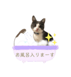 保護猫かんぱちさんのスタンプ（個別スタンプ：40）