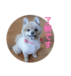ふたりのいぬたち（個別スタンプ：1）