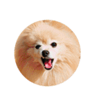 ふたりのいぬたち（個別スタンプ：4）