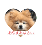 ふたりのいぬたち（個別スタンプ：8）