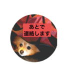ふたりのいぬたち（個別スタンプ：21）