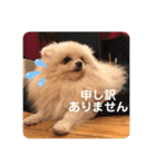 ふたりのいぬたち（個別スタンプ：24）