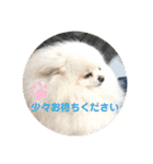 ふたりのいぬたち（個別スタンプ：26）