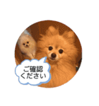 ふたりのいぬたち（個別スタンプ：27）