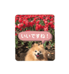 ふたりのいぬたち（個別スタンプ：28）