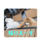 ふたりのいぬたち（個別スタンプ：30）