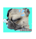 パグパグパラダイス③（個別スタンプ：3）