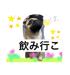 パグパグパラダイス③（個別スタンプ：15）