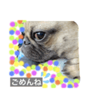 パグパグパラダイス③（個別スタンプ：16）