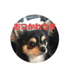 琥太郎トゥデイ（個別スタンプ：3）