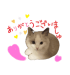 ラグのマシュくん（個別スタンプ：4）