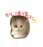 ラグのマシュくん（個別スタンプ：7）