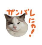 ラグのマシュくん（個別スタンプ：13）