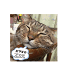ゆかーしーすたんぷ（個別スタンプ：1）