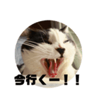 ゆかーしーすたんぷ（個別スタンプ：6）