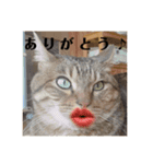 ゆかーしーすたんぷ（個別スタンプ：8）