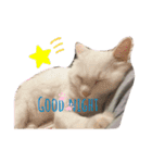 しろねこ日常（個別スタンプ：3）