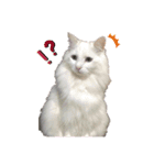 しろねこ日常（個別スタンプ：4）