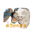しろねこ日常（個別スタンプ：7）