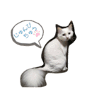 しろねこ日常（個別スタンプ：11）