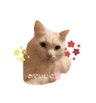しろねこ日常（個別スタンプ：12）