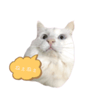 しろねこ日常（個別スタンプ：15）