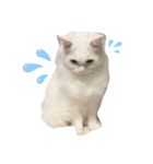 しろねこ日常（個別スタンプ：16）