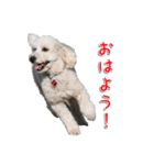 トイプー’sLife（個別スタンプ：1）