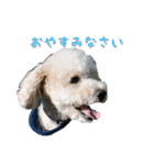 トイプー’sLife（個別スタンプ：2）