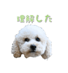 トイプー’sLife（個別スタンプ：7）