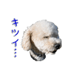トイプー’sLife（個別スタンプ：9）