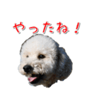 トイプー’sLife（個別スタンプ：10）
