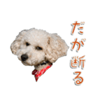 トイプー’sLife（個別スタンプ：13）